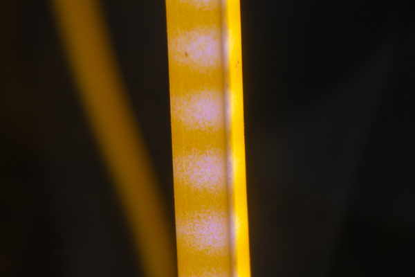 Close up on LED filament, showing the blue glow (Outtake)